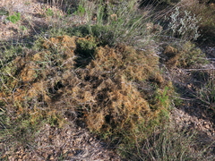 Cuscuta appendiculata