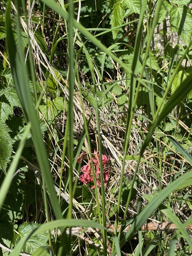 Primula maximowiczii, photograph 5