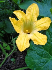 Cucurbita maxima