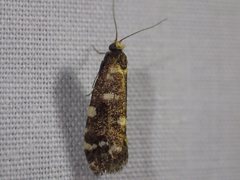 Lepidoscia glabrella