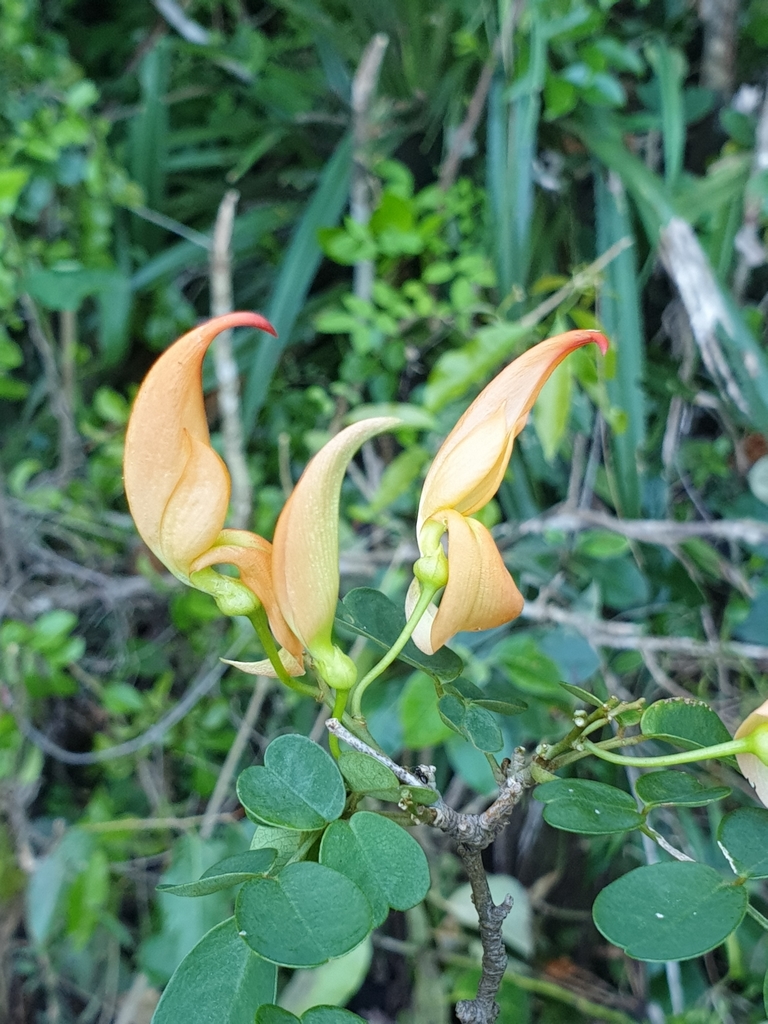 Chadsia irodoensis