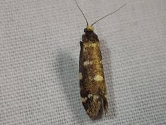 Lepidoscia glabrella