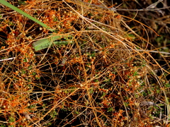 Cuscuta appendiculata
