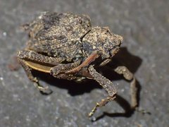 Poropterus
