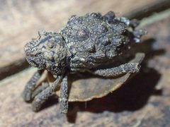 Poropterus