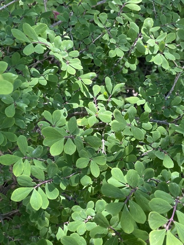 Lonicera tangutica, photograph 1