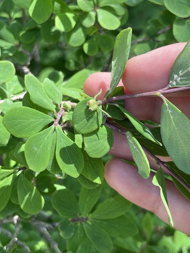 Lonicera tangutica