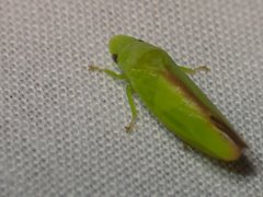 Reuplemmeles hobartensis