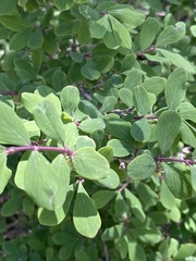 Lonicera tangutica, photograph Jane Charlen, CC BY, iNaturalist via GBIF
