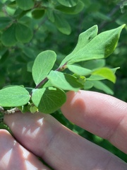 Lonicera tangutica, photograph Jane Charlen, CC BY, iNaturalist via GBIF