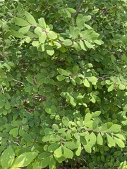 Lonicera tangutica, photograph Jane Charlen, CC BY, iNaturalist via GBIF