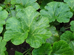 Cucurbita maxima