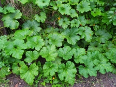 Cucurbita maxima