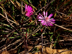 Lampranthus spiniformis