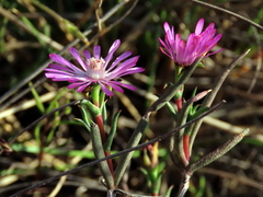 Lampranthus spiniformis