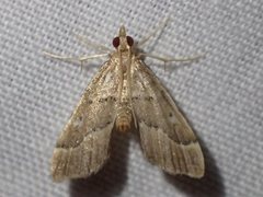 Diplopseustis prophetica