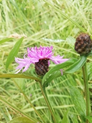 Centaurea nigrescens