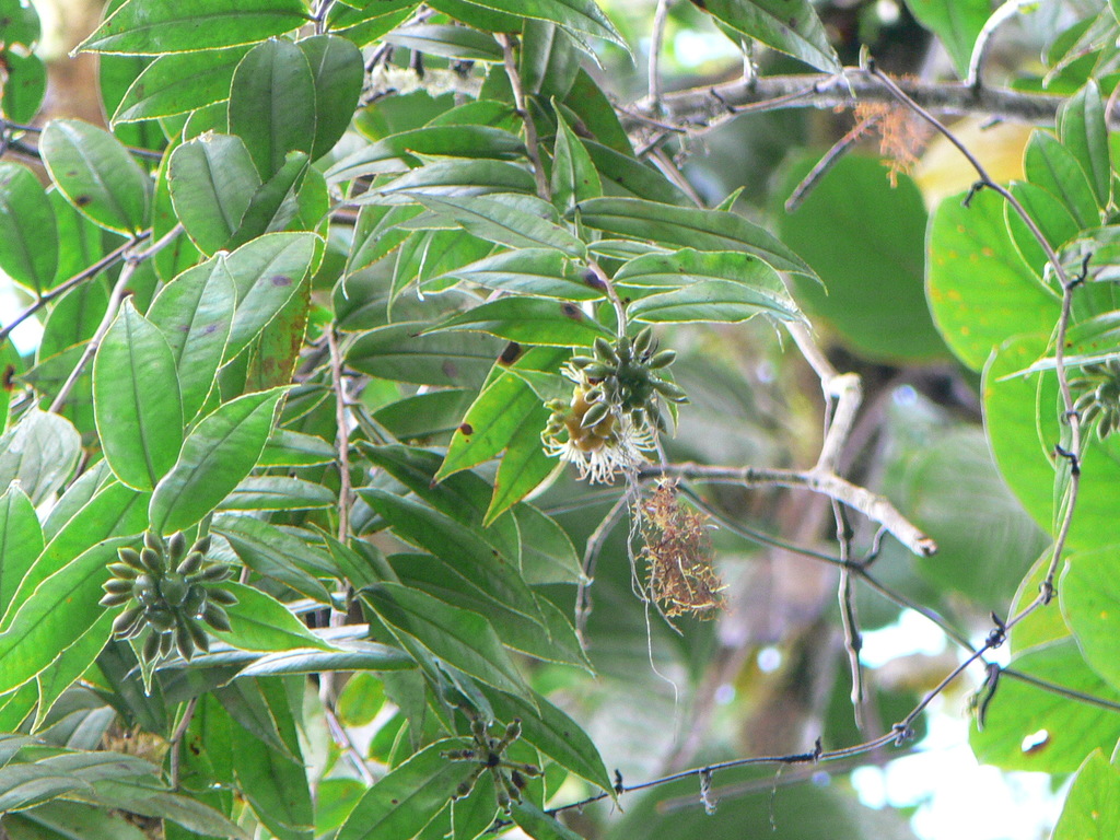 Marcgravia helverseniana