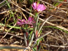 Lampranthus spiniformis