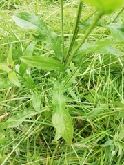Centaurea nigrescens