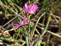 Lampranthus spiniformis