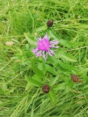 Centaurea nigrescens
