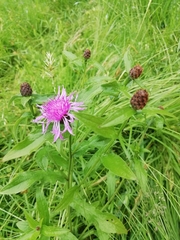 Centaurea nigrescens