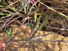 Lampranthus spiniformis