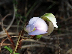 Lotononis complanata