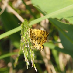 Pseudopanthera macularia