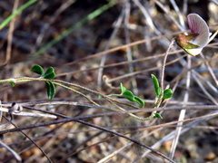 Lotononis complanata
