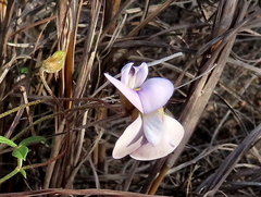 Lotononis complanata