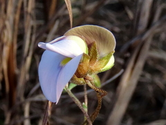Lotononis complanata