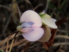 Lotononis complanata