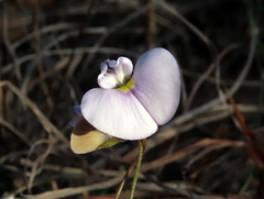 Lotononis complanata