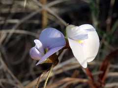 Lotononis complanata