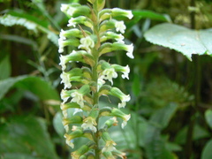 Microchilus