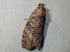 Cryptoptila australana