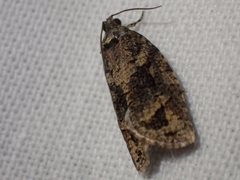 Thrincophora signigerana