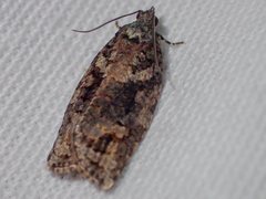 Thrincophora signigerana