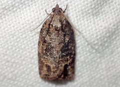 Thrincophora signigerana