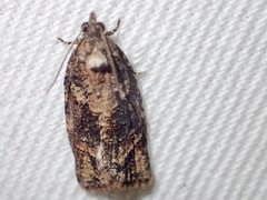 Thrincophora signigerana