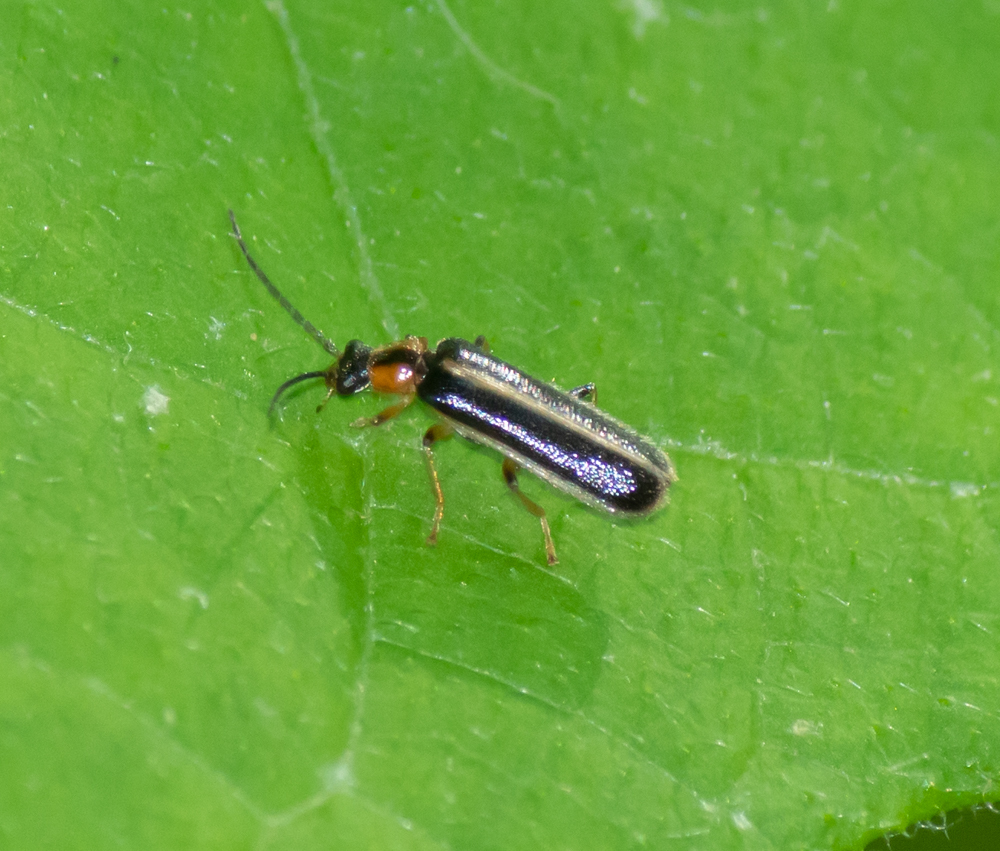 Rhagonycha cruralis