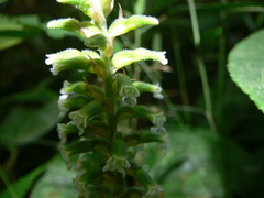 Microchilus