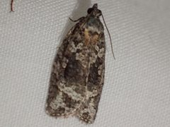 Thrincophora signigerana