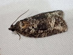 Thrincophora signigerana