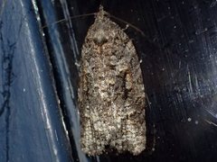 Thrincophora signigerana