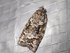Thrincophora signigerana