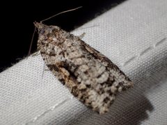 Thrincophora signigerana