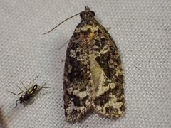 Thrincophora signigerana
